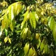 Waterhousea floribunda - Weeping Lilly Pilly
